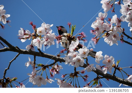 Small Bird Sitting on Blooming Cherry Blossom Small Bird Sitting on Blooming Cherry Blossom 139186705