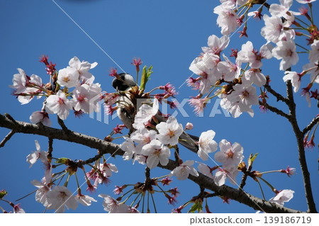Small Bird Sitting on Blooming Cherry Blossom Small Bird Sitting on Blooming Cherry Blossom 139186719