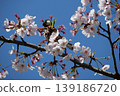 Small Bird Sitting on Blooming Cherry Blossom 139186720