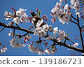 Small Bird Sitting on Blooming Cherry Blossom 139186723