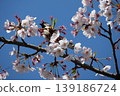 Small Bird Sitting on Blooming Cherry Blossom 139186724