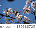 Small Bird Sitting on Blooming Cherry Blossom 139186725