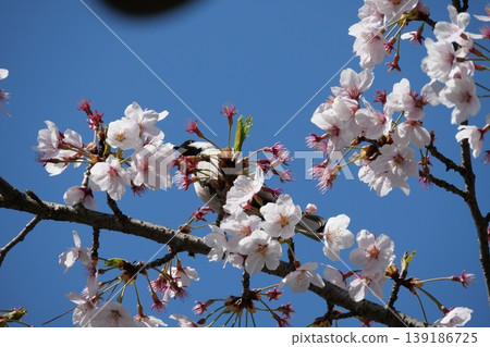 Small Bird Sitting on Blooming Cherry Blossom Small Bird Sitting on Blooming Cherry Blossom 139186725
