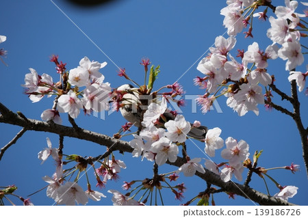 Small Bird Sitting on Blooming Cherry Blossom Small Bird Sitting on Blooming Cherry Blossom 139186726