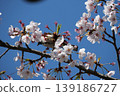 Small Bird Sitting on Blooming Cherry Blossom 139186727