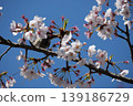 Small Bird Sitting on Blooming Cherry Blossom 139186729