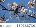 Small Bird Sitting on Blooming Cherry Blossom 139186730