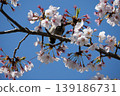 Small Bird Sitting on Blooming Cherry Blossom 139186731