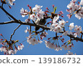 Small Bird Sitting on Blooming Cherry Blossom 139186732