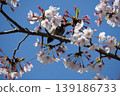 Small Bird Sitting on Blooming Cherry Blossom 139186733