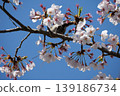 Small Bird Sitting on Blooming Cherry Blossom 139186734