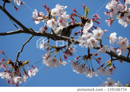 Small Bird Sitting on Blooming Cherry Blossom Small Bird Sitting on Blooming Cherry Blossom 139186734