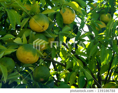 Yuzu on a tree Yuzu on a tree 139186788