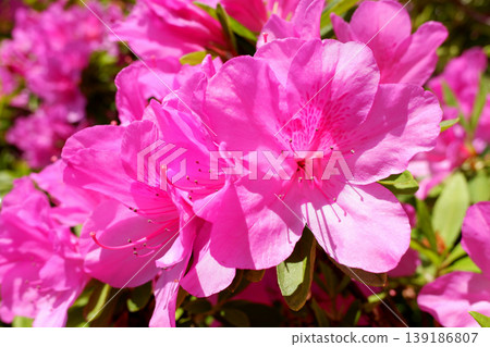 Azaleas in April, Kashiwa City, Chiba Prefecture 139186807