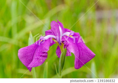 Purple irises bloom proudly in a green field. Purple irises bloom proudly in a green field. 139186832