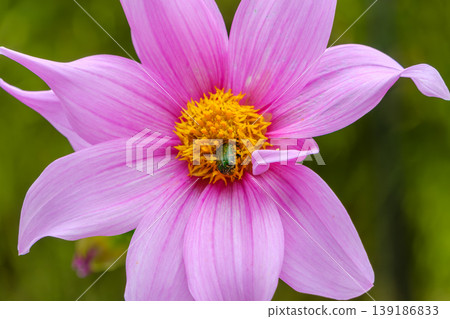 A green beetle covered in pink dahlia pollen. A green beetle covered in pink dahlia pollen. 139186833