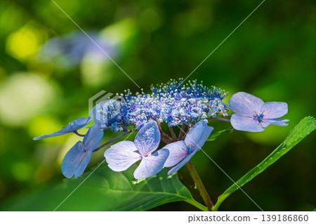 Cool blue hydrangeas and sunlight filtering through the trees Cool blue hydrangeas and sunlight filtering through the trees 139186860