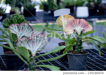 Top view of Euphorbia lactea, focus selective 139186879
