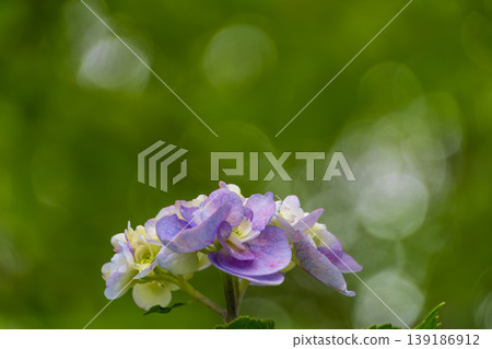 特寫鏡頭展現了一朵盛開的繡球花，背景是柔和的散景。 139186912