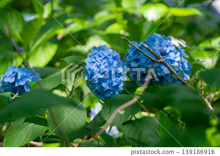A close-up of a blue hydrangea shining in the sunlight filtering through the trees. A close-up of a blue hydrangea shining in the sunlight filtering through the trees. 139186916