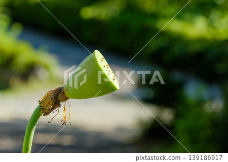 沐浴在夏日陽光下的蓮子特寫。 沐浴在夏日陽光下的蓮子特寫。 139186917