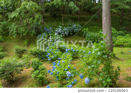 Colorful hydrangeas and large trees growing in clusters on a lush, green slope. Colorful hydrangeas and large trees growing in clusters on a lush, green slope. 139186963