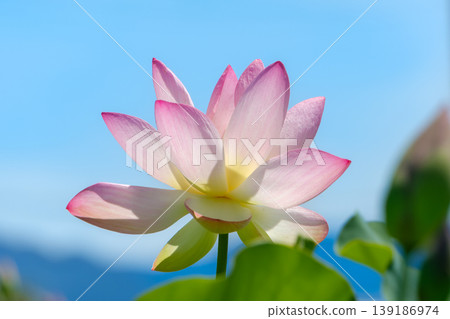 一朵蓮花在藍天的襯托下格外醒目,是一幅夏日美景。 一朵蓮花在藍天的襯托下格外醒目,是一幅夏日美景。 139186974