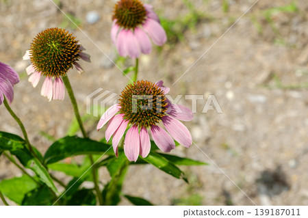 Pink echinacea flowers blooming in the garden and copy space Pink echinacea flowers blooming in the garden and copy space 139187011