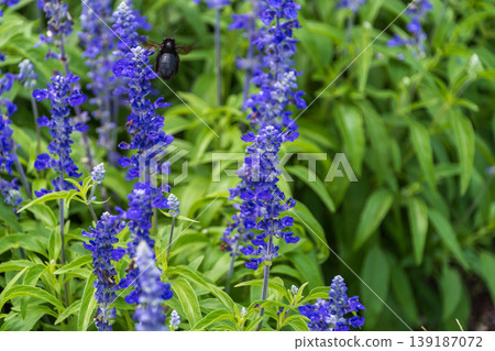 Bumblebees gather on blue salvia flowers. Bumblebees gather on blue salvia flowers. 139187072