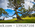 Interesting old laurel tree in the Fanal forest, Madeira island 139187108