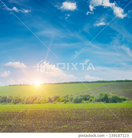 Serene dawn landscape of corn field with young sprouts in dark soil green trees bushes rolling hill bathed in golden sunlight under bright blue sky scattered white clouds Serene dawn landscape of corn field with young sprouts in dark soil green trees bushes rolling hill bathed in golden sunlight under bright blue sky scattered white clouds 139187123