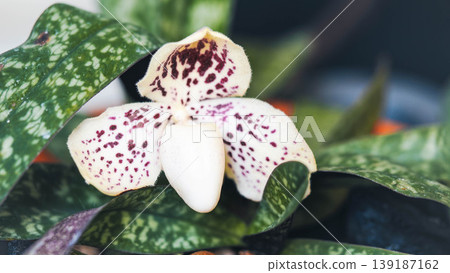Macro shot of Paphiopedilum concolor orchid flower in the garden 139187162