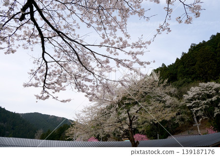 2025年4月，岐阜縣本棲市樽海站前的櫻花盛開 139187176