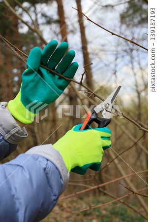 Gardener's hands, clad in bright turquoise gloves, trim rose branches with black pruning shears. Concept for spring gardening, shrub care 139187193