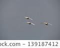 Flight of a Bewick's Swan 139187412
