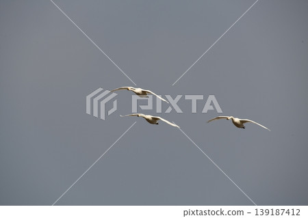 Flight of a Bewick's Swan Flight of a Bewick's Swan 139187412