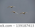 Flight of a Bewick's Swan 139187413