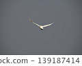 Flight of a Bewick's Swan 139187414