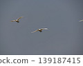 Flight of a Bewick's Swan 139187415