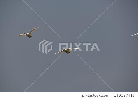 Flight of a Bewick's Swan Flight of a Bewick's Swan 139187415