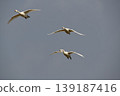 Flight of a Bewick's Swan 139187416