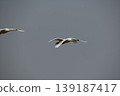 Flight of a Bewick's Swan 139187417