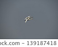 Flight of a Bewick's Swan 139187418