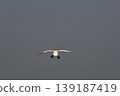 Flight of a Bewick's Swan 139187419