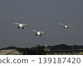 Flight of a Bewick's Swan 139187420