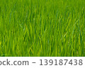 已經結穗開花的水稻植株。 139187438