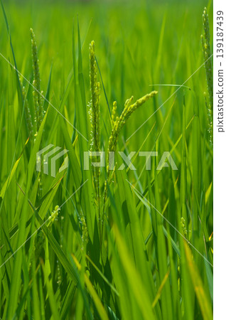 Rice plants that have produced ears of grain and bloomed. Rice plants that have produced ears of grain and bloomed. 139187439