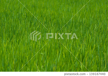 Rice plants that have produced ears of grain and bloomed. Rice plants that have produced ears of grain and bloomed. 139187440
