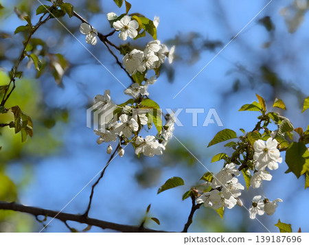 Cherry blossom branch with white flowers and fresh green leaves. Spring flowering, fruit tree development, pollination, seasonal growth, and botanical detail in garden. Cherry blossom branch with white flowers and fresh green leaves. Spring flowering, fruit tree development, pollination, seasonal growth, and botanical detail in garden. 139187696