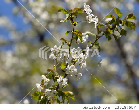 Cherry tree covered with white blossoms against blue sky in spring. Fruit flowering, orchard growth, seasonal cycle, botanical structure, and natural landscape composition. Cherry tree covered with white blossoms against blue sky in spring. Fruit flowering, orchard growth, seasonal cycle, botanical structure, and natural landscape composition. 139187697